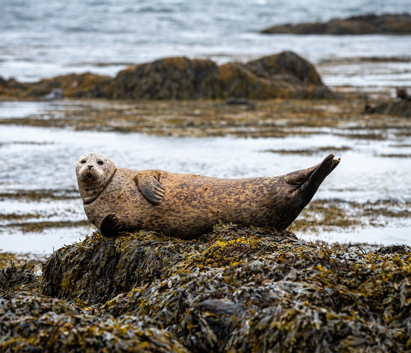 Gemütliches Robben-Sonnenbad vor Islands Küste