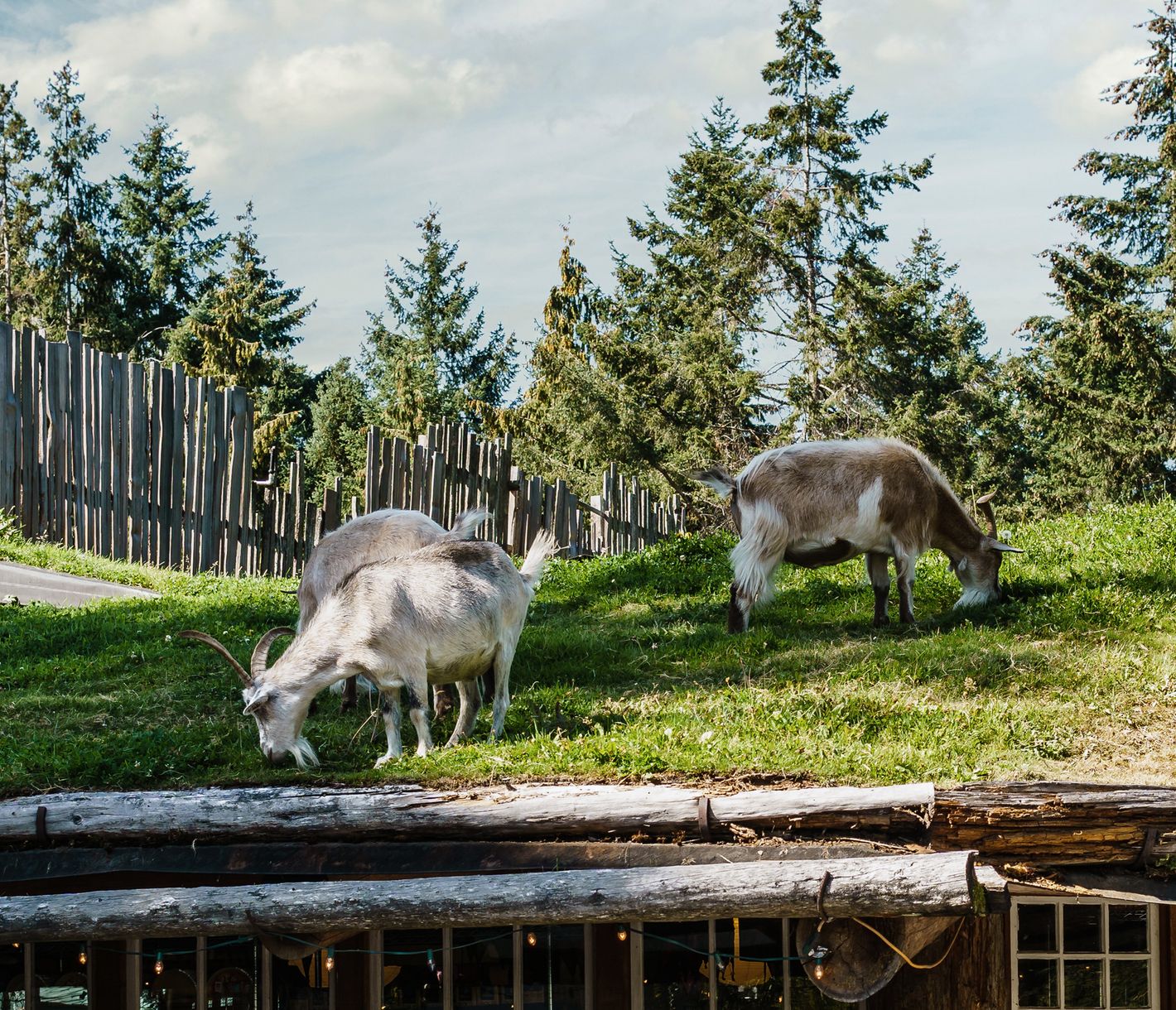 Wenn die Ziegen auf den Dächern grasen...