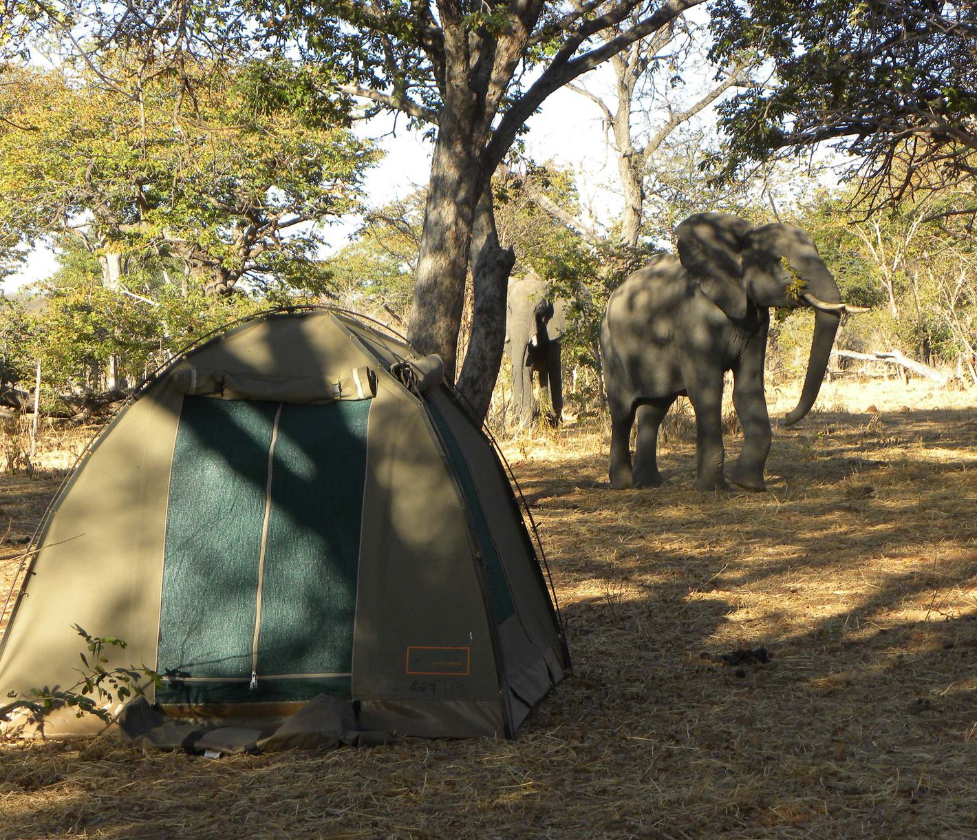 Mitten in der Natur des Moremi Game Reserve übernachten