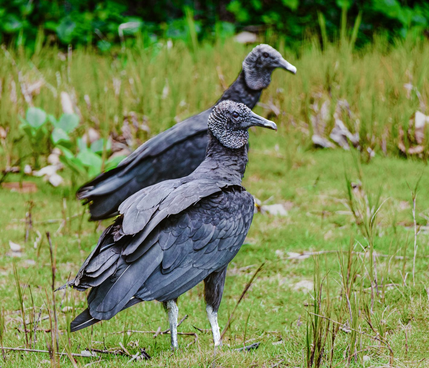 Tropische Mönchsgeier, Ilha Grande