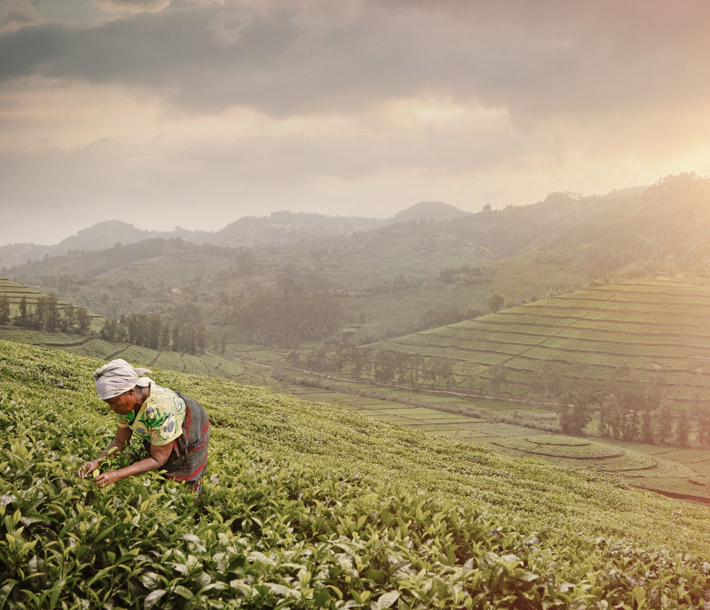 Une femme au travail dans une plantation de thé au Rwanda