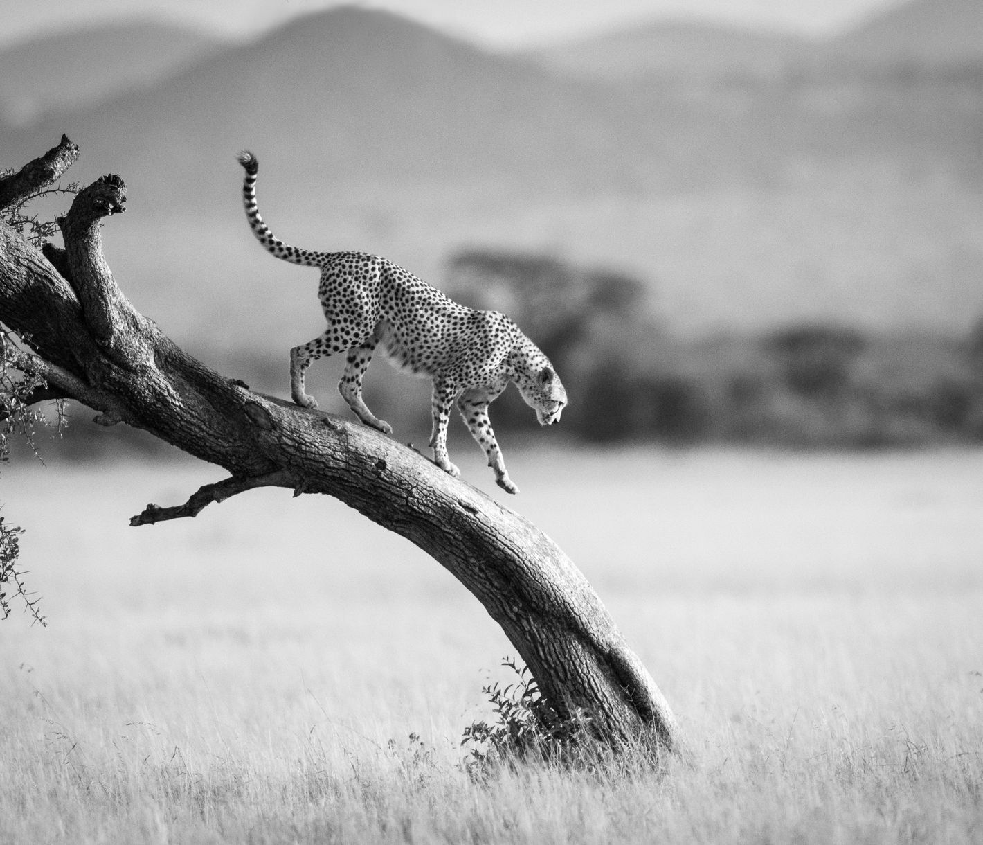 Geparde im Tarangire-Nationalpark
