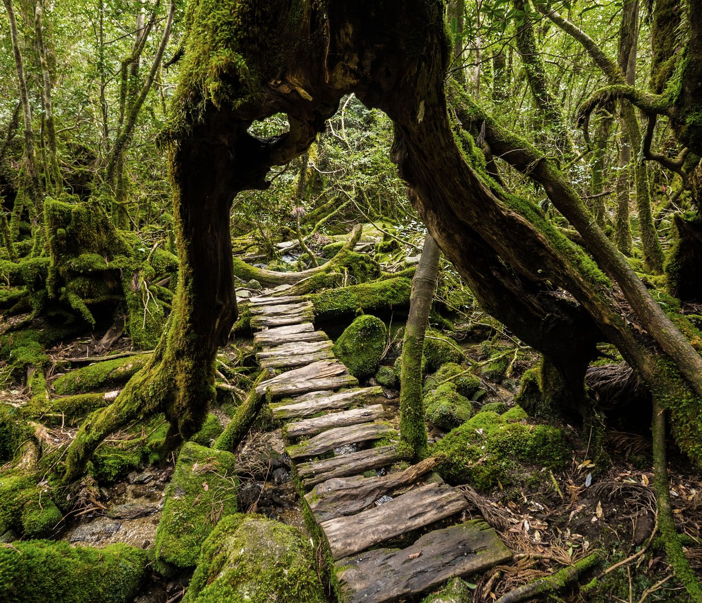 Wanderung durch den Mooswald von Yakushima