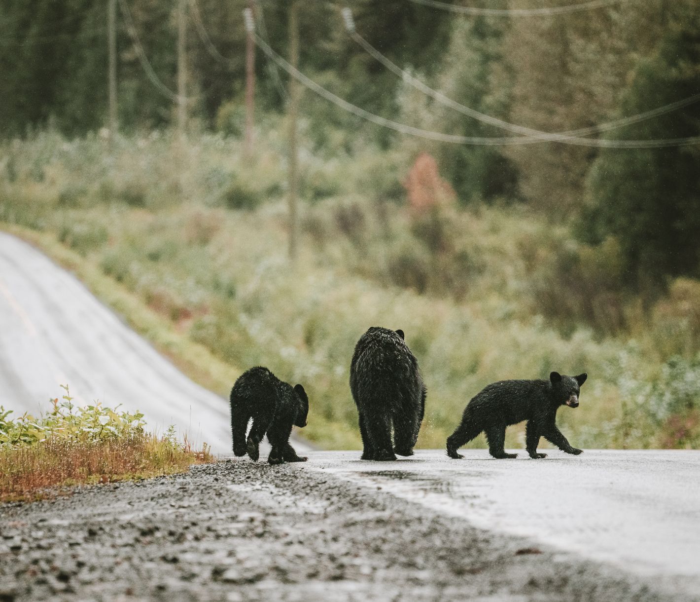 Augen auf bei der Fahrt Richtung Ucluelet