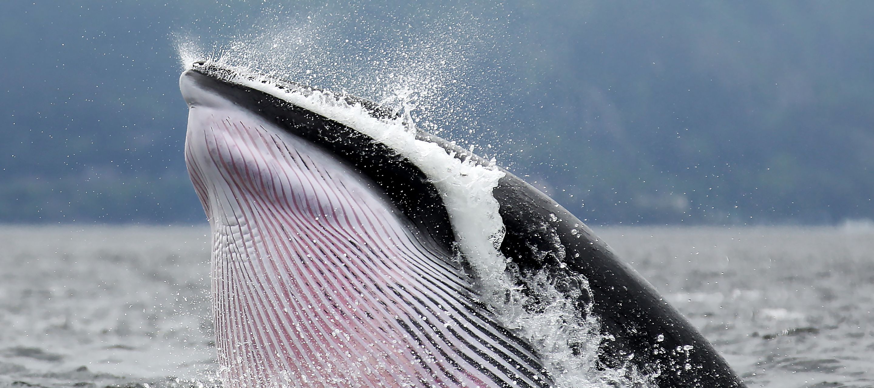 Vor Tadoussac taucht ein Minkwal auf, um Luft zu holen