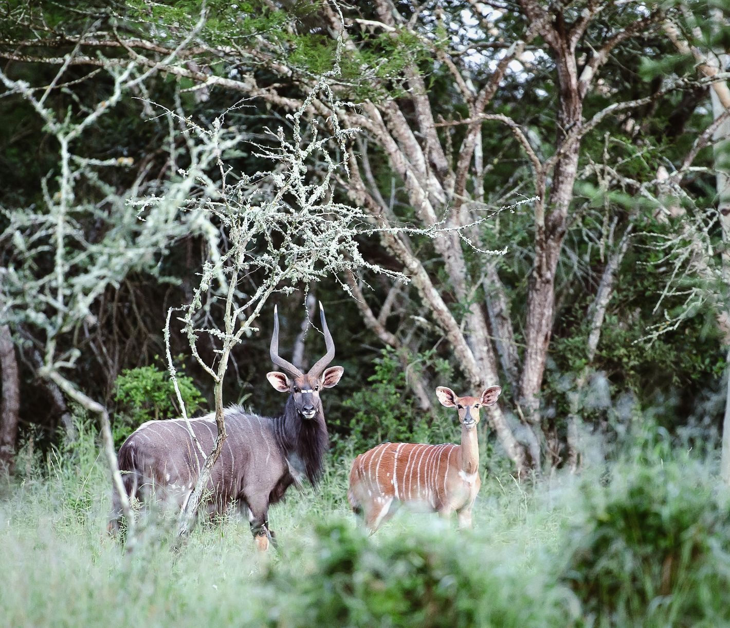 Nyala-Paar im Hluhluwe-Wildreservat