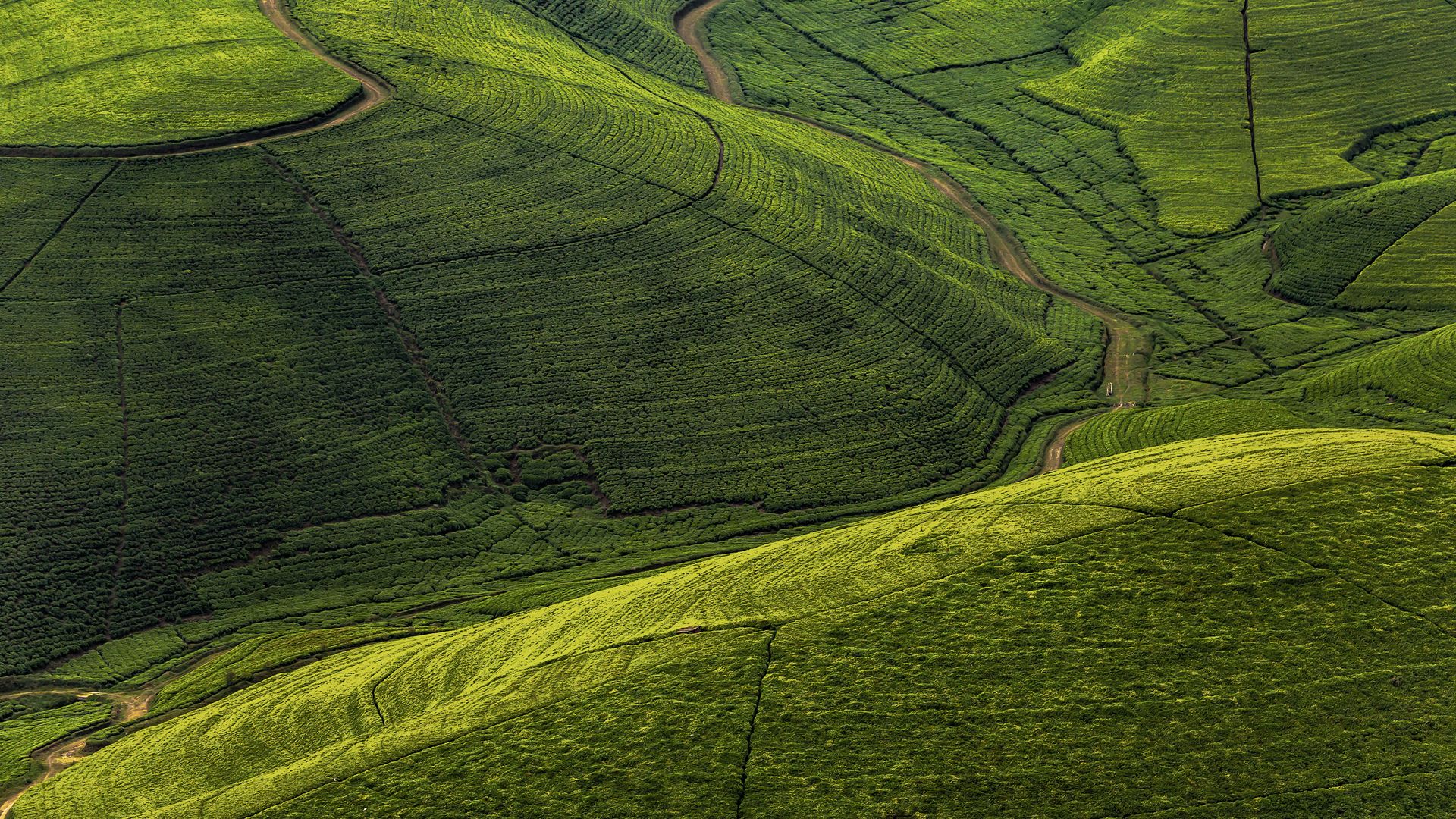 Plantation de thé dans les collines du Rwanda