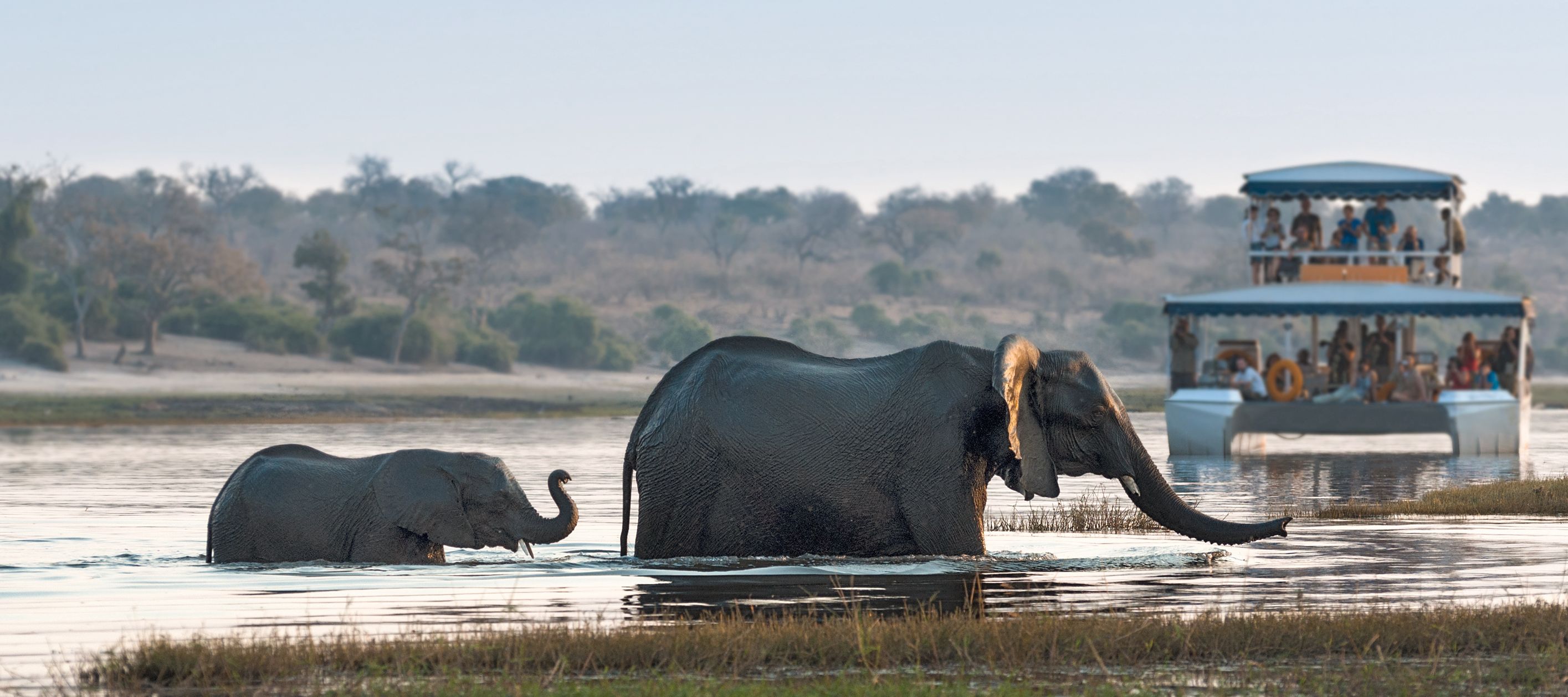 Bootssafari auf dem Chobe mit Elefanten