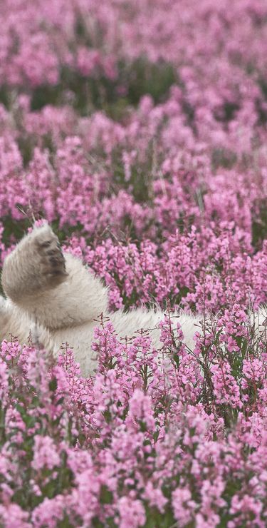 Eisbär inmitten des Fireweeds