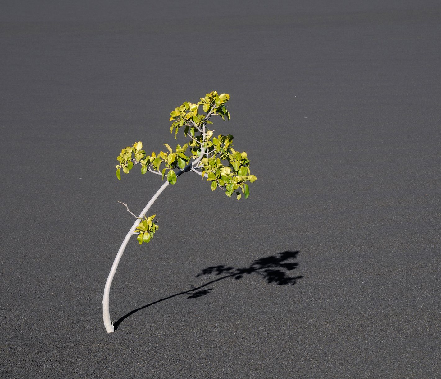 Neues Leben auf einem Aschefeld in der Chã das Caldeiras, Fogo
