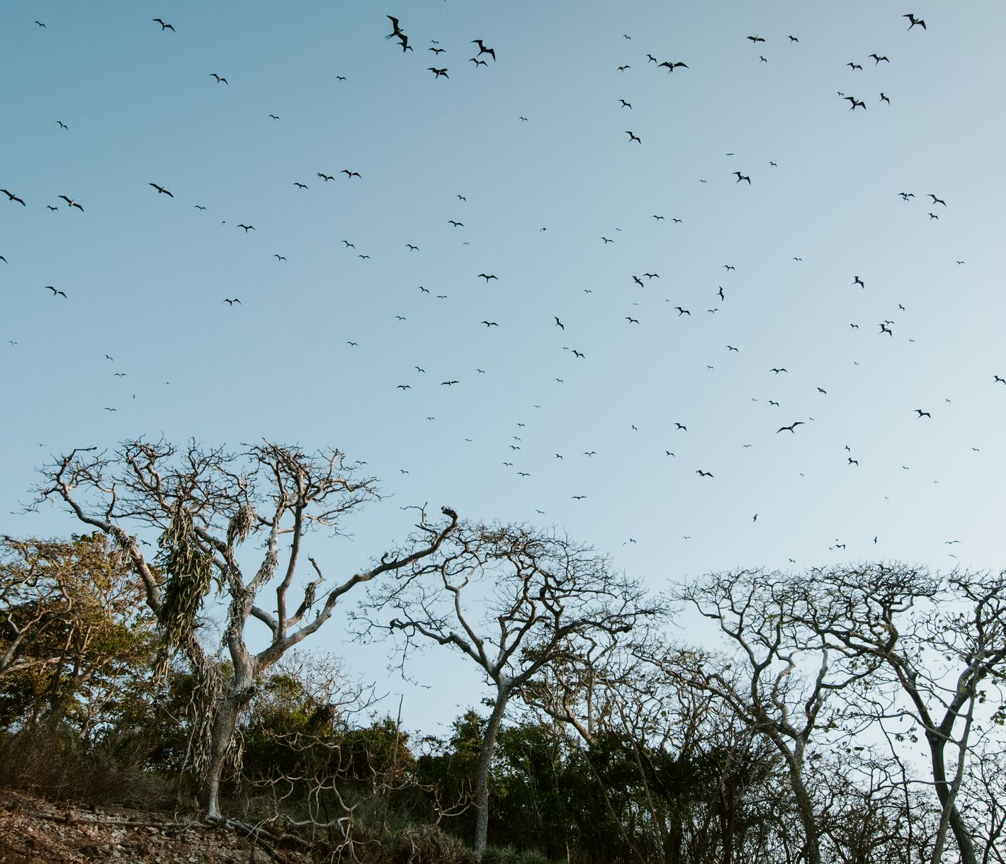 Insel Pacheca: Zuhause der Fregattvögel