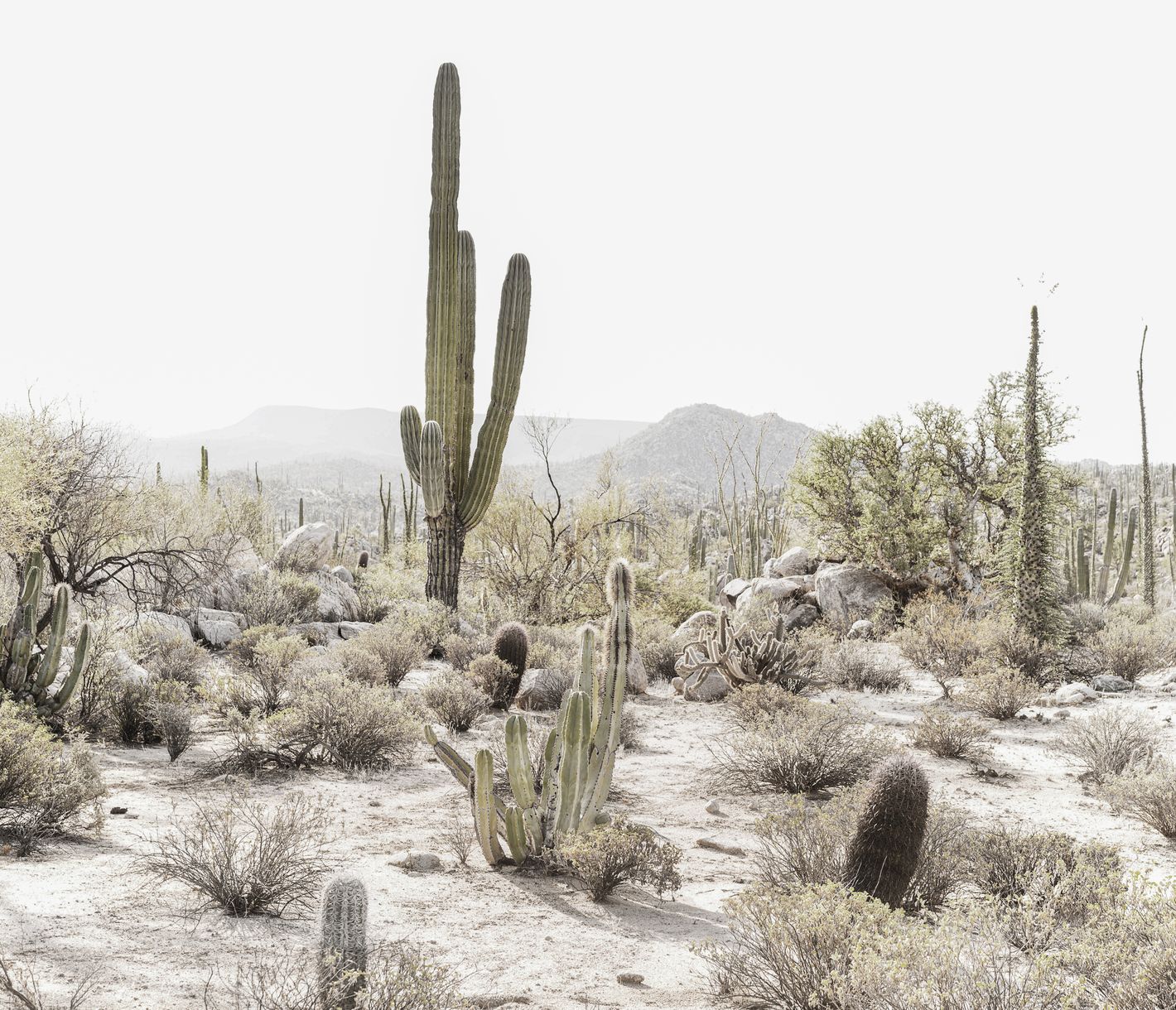 Wüstenhafte Kakteenlandschaft der Baja California, Mexiko