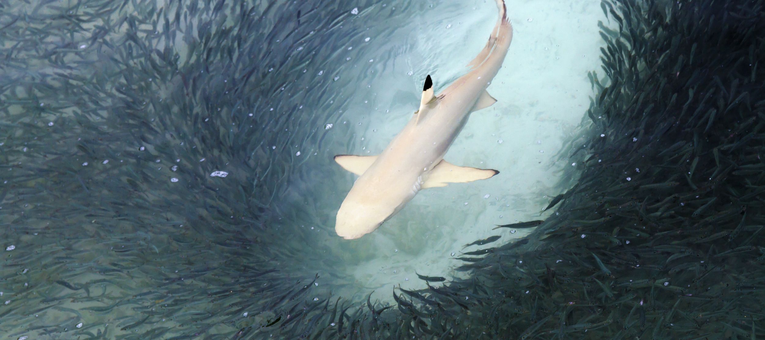 Ein Schwarzspitzen-Riffhai auf der Jagd