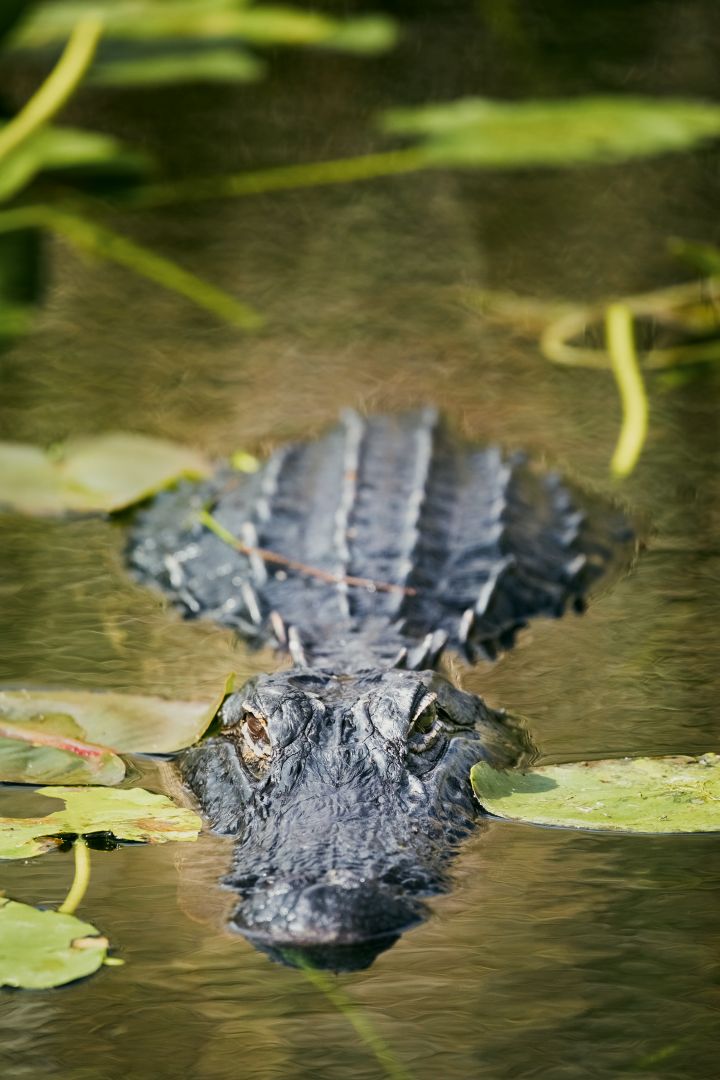 Alligator, einer der zahlreichen Bewohner das Everglades-Nationalparks.