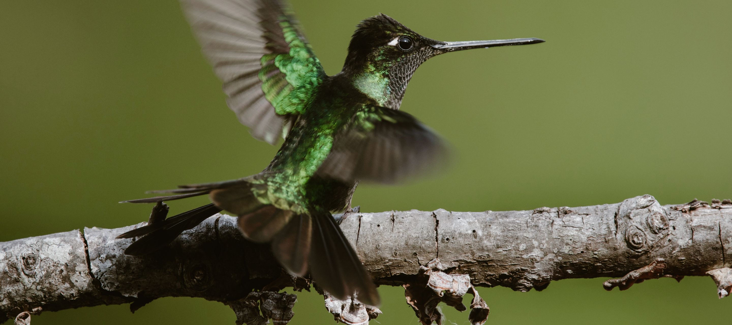 Der anmutende Kolibri mit seiner einzigartigen Flugkunst