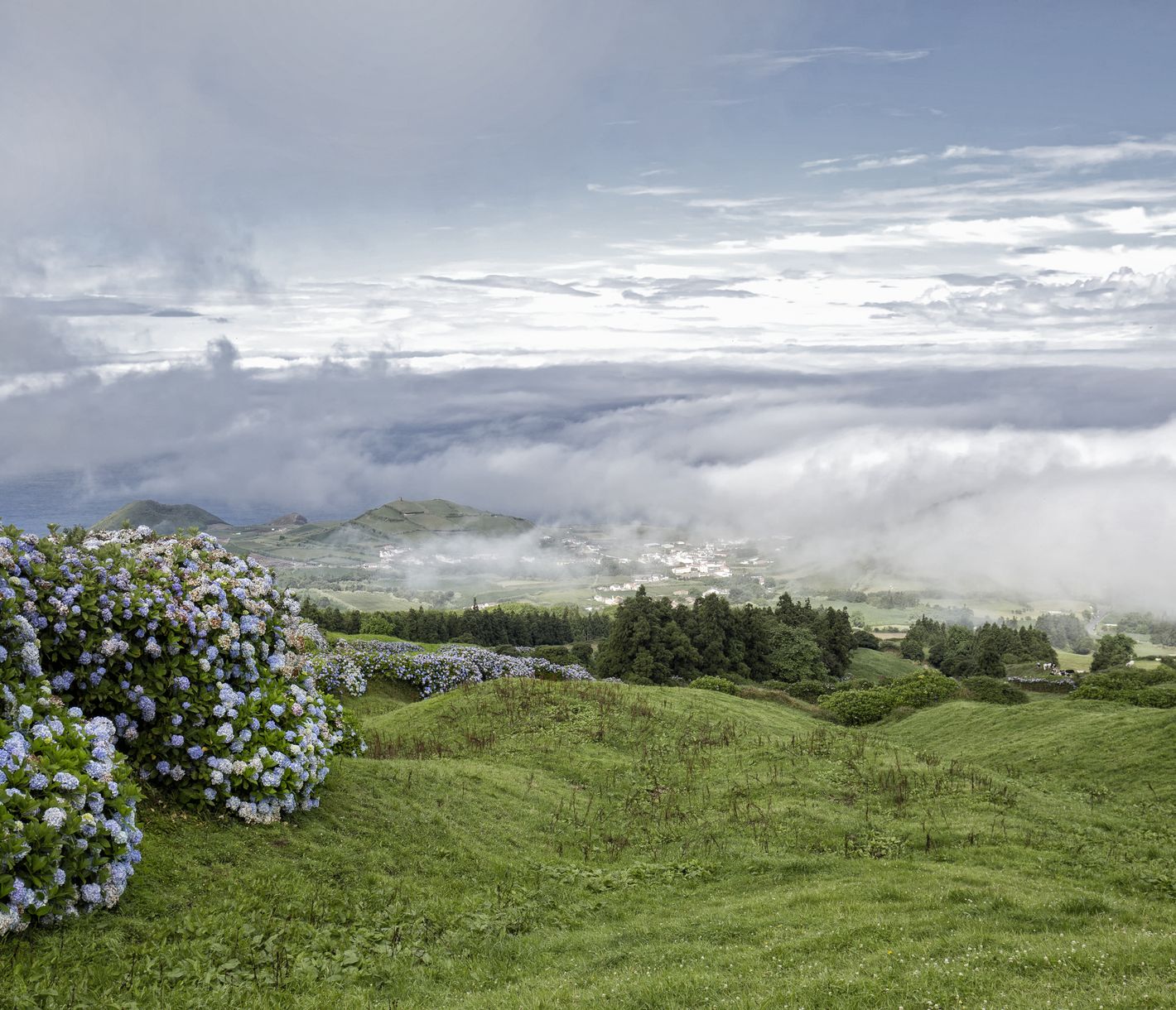 Blaue Hortensienhecken säumen Weiden und Strassen auf São Miguel.