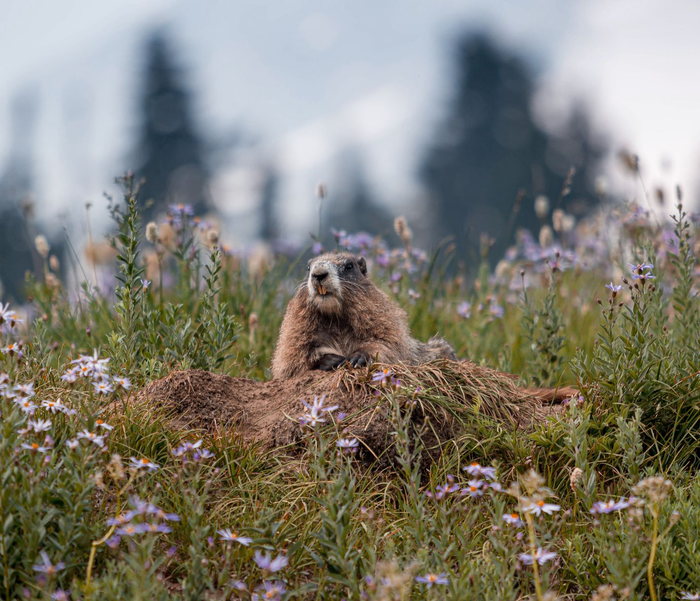 Am Mount Rainier blühen die Wildblumen und diese Murmeltiermutter wacht über ihre Jungen.