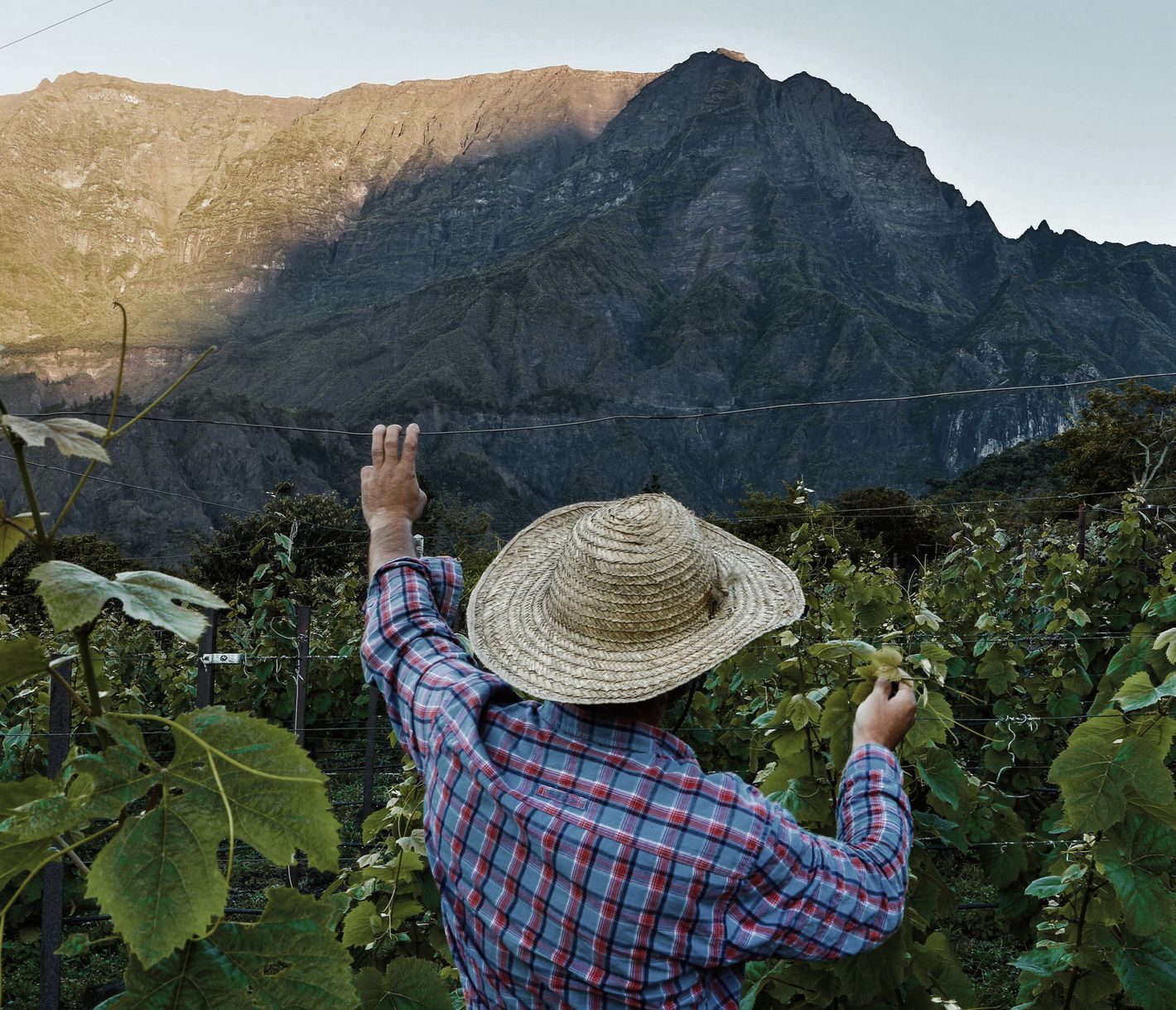 Ein Weinbauer begutachtet die Reben an seinem Weinberg in Cilaos.