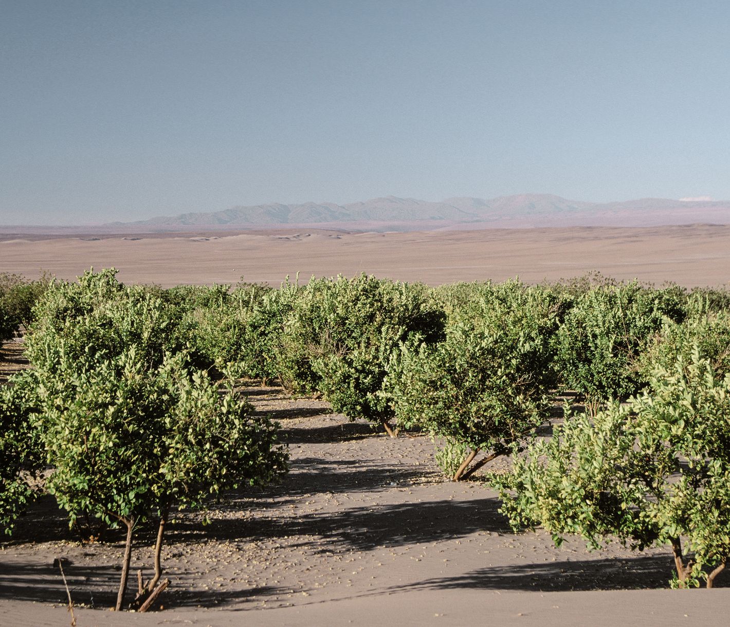 In der Wüstenoase Pica gedeihen Mangos, Guaven, Maracujas und Datteln.