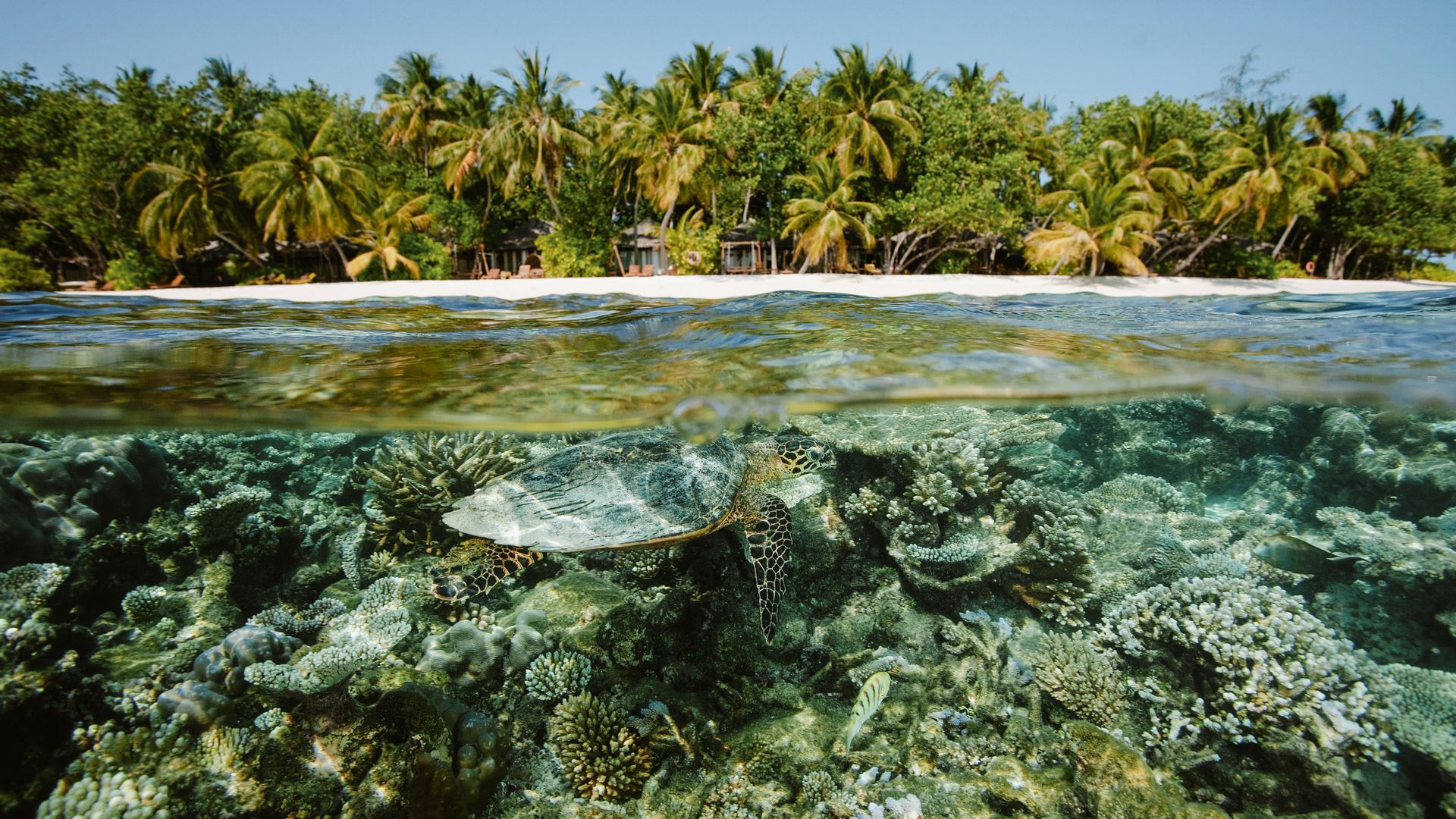 Grüne Meeresschildkröte – Einblick in zwei Welten