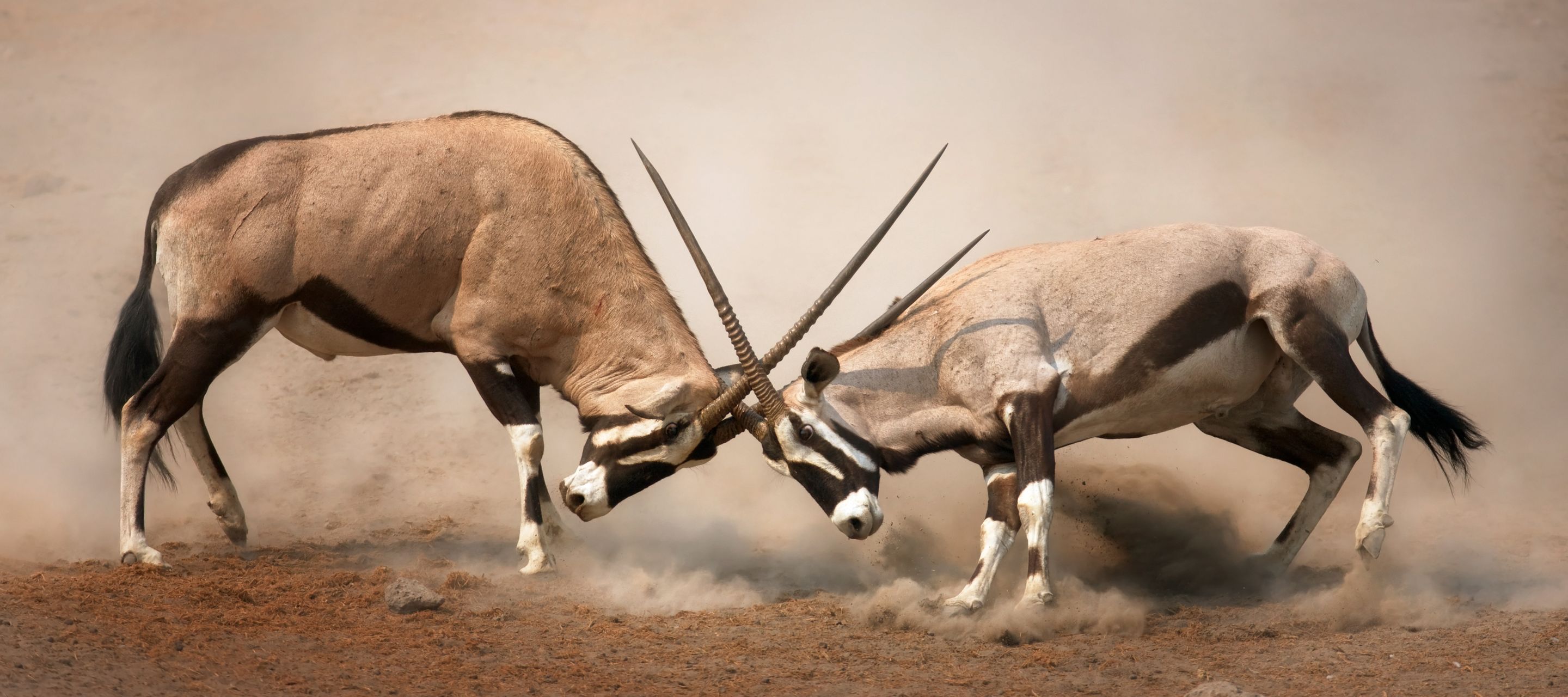 Zwei Oryxantilopen kämpfen um Dominanz.