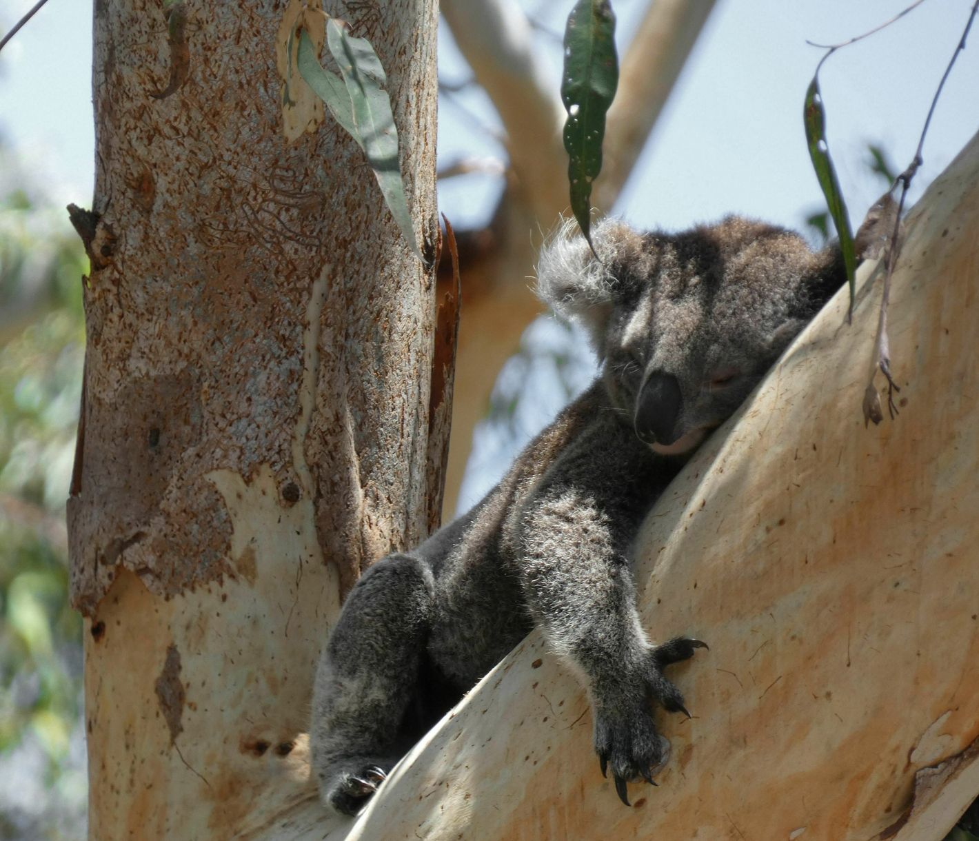 Port Stephens Koala Sanctuary