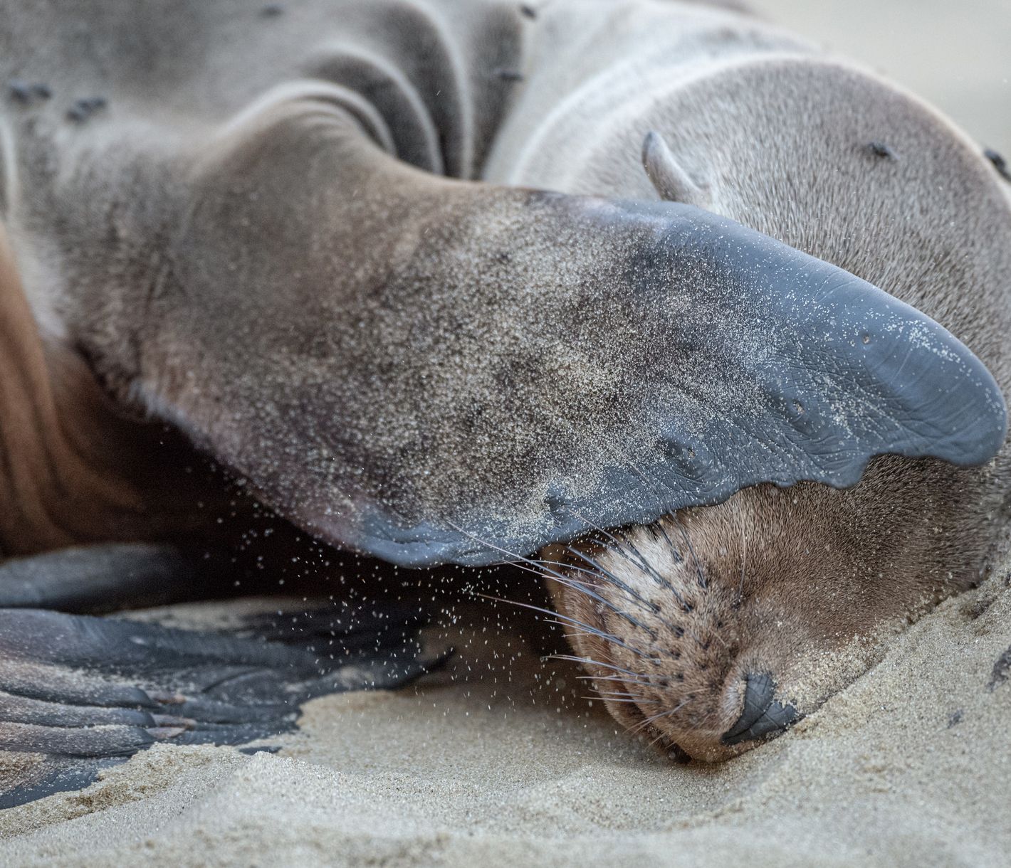 Seelöwen an Land…