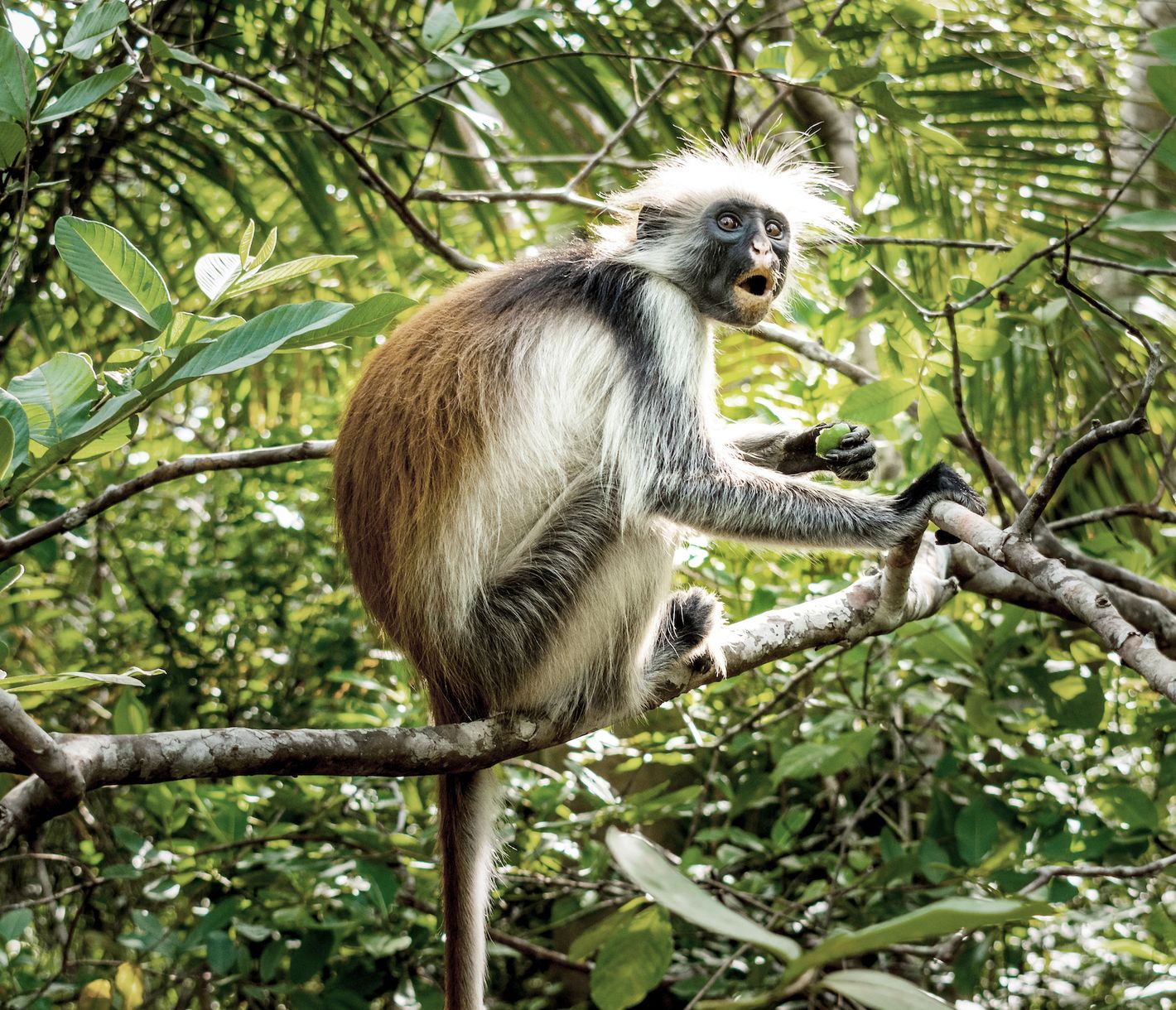 Ein Roter Stummelaffe im Jozani-Chwaka-Bay-Nationalpark