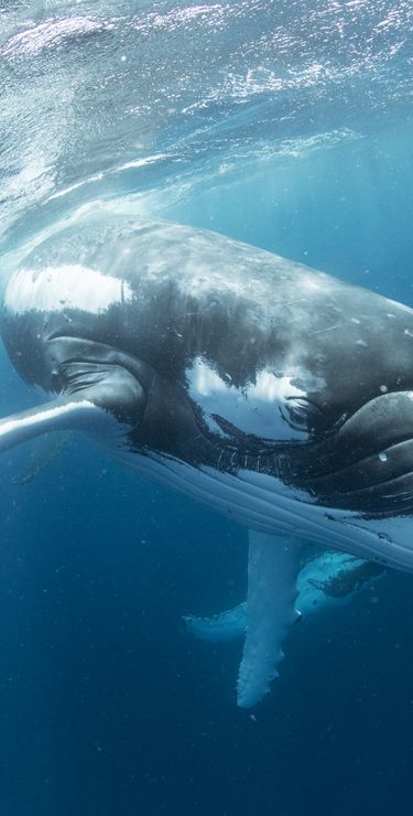 Plongée libre avec les baleines à bosse