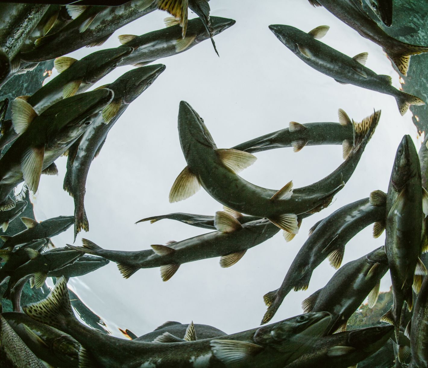 Ein Paradies für die Bären