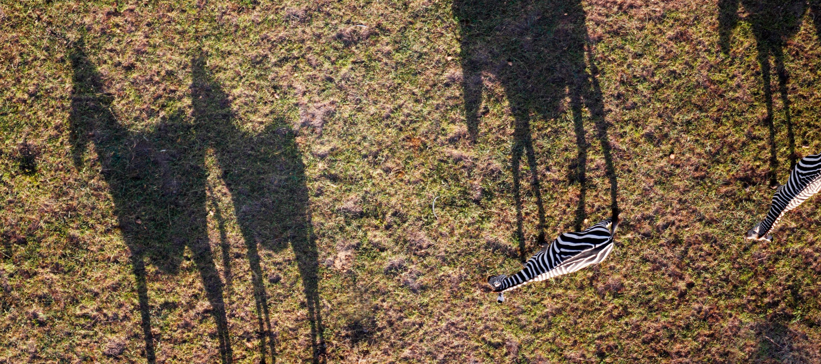 Schattenwurf von Zebras bei Sonnenuntergang in der Masai Mara