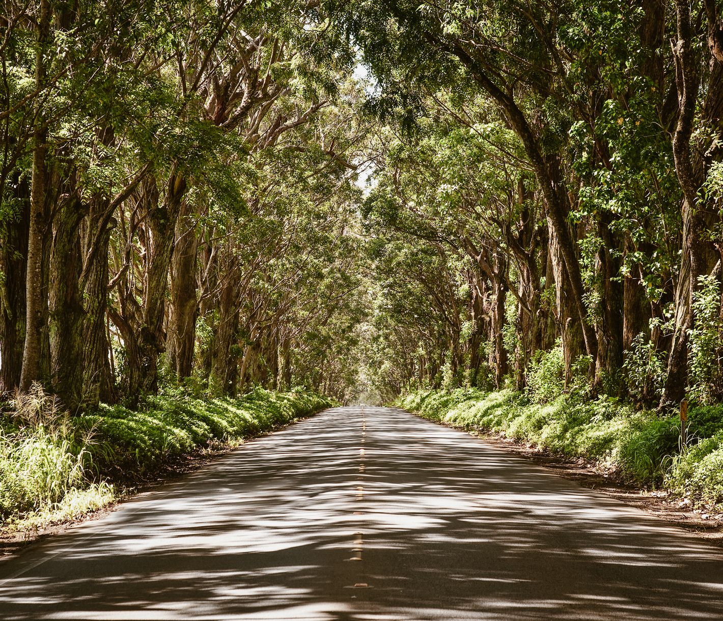 Diese eindrückliche Allee führ nach Old Koloa Town auf der Garteninsel Kauai.