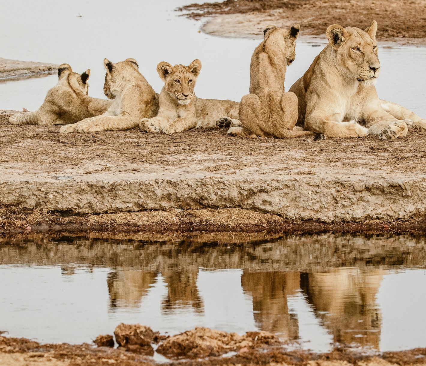 Der Löwe, der König der Tiere, ist eine eindrucksvolle Raubkatze.