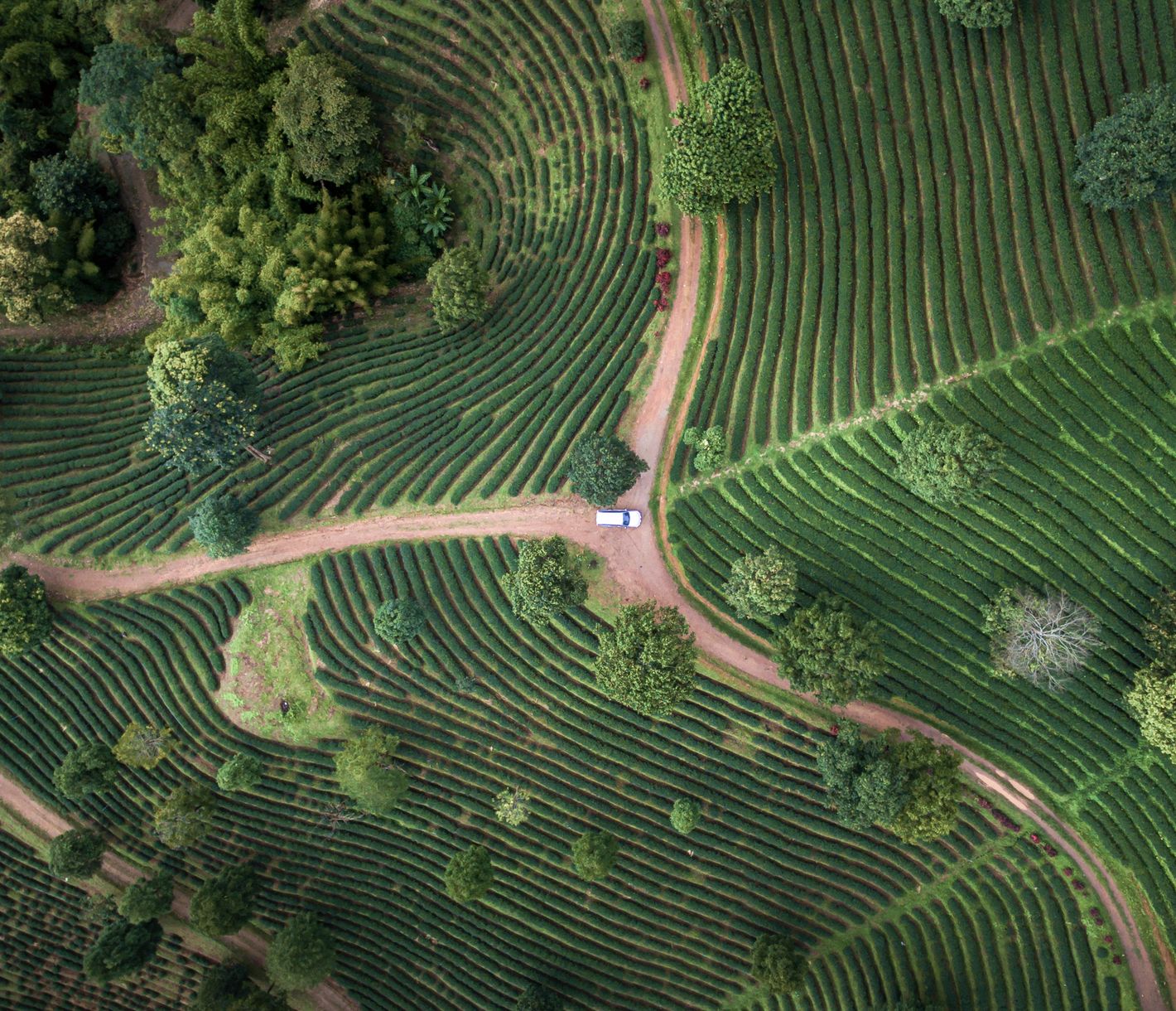 Teeplantagen beim Berg Doi Mae Salong aus der Vogelperspektive.