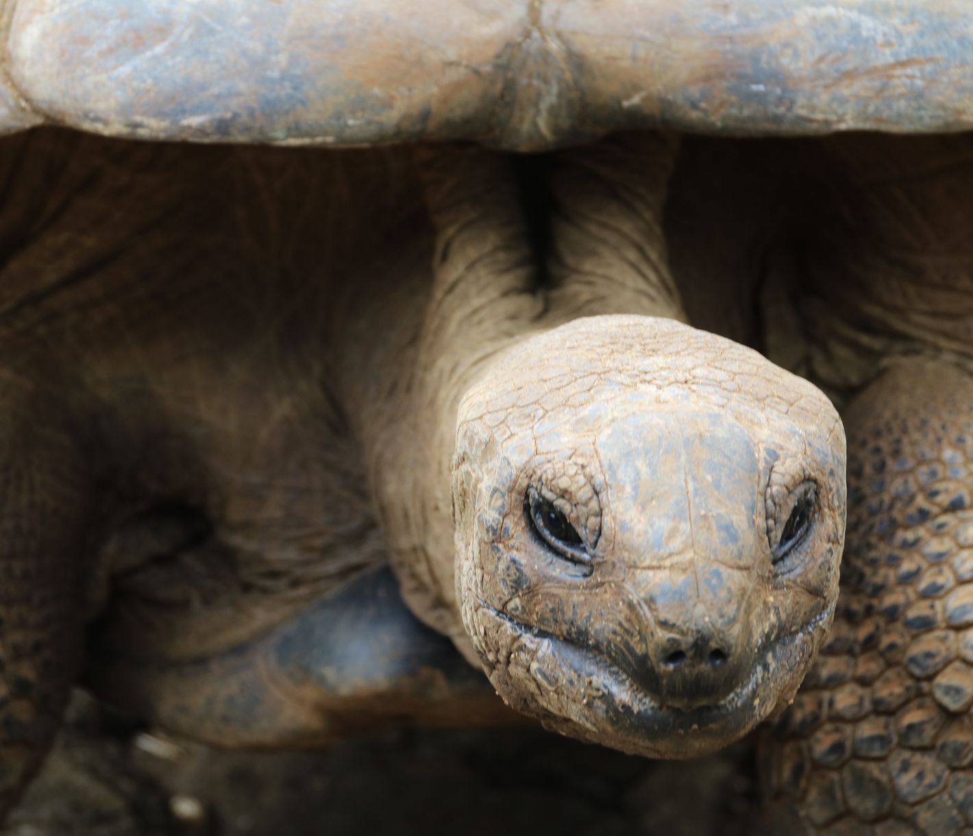 Die Aldabra-Riesenschildkröte gehört zu den endemischen Tierarten der Seychellen.