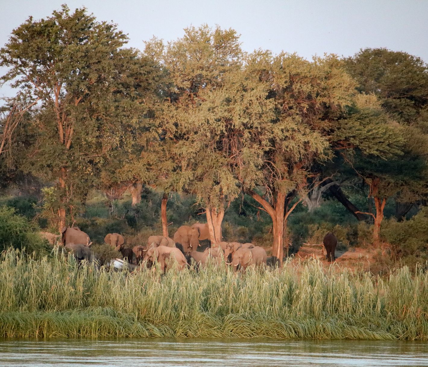 Elefantenherde am Ufer des Kavango-Flusses