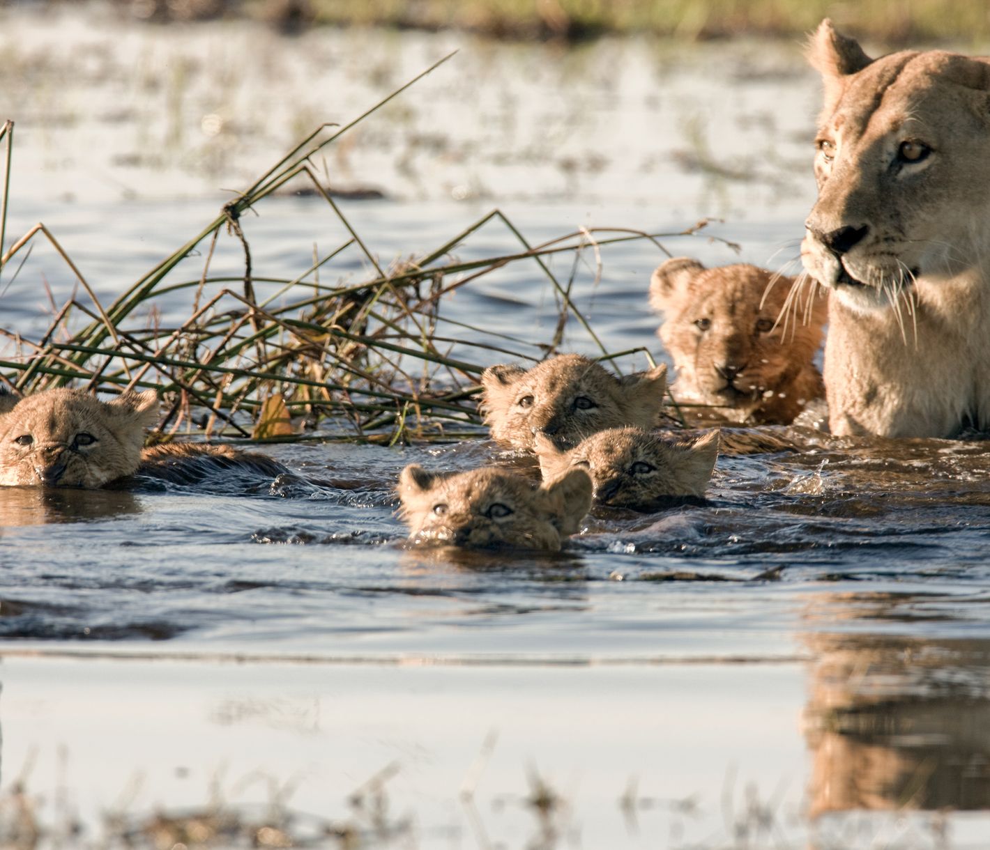 Auch Löwenkinder müssen schwimmen lernen