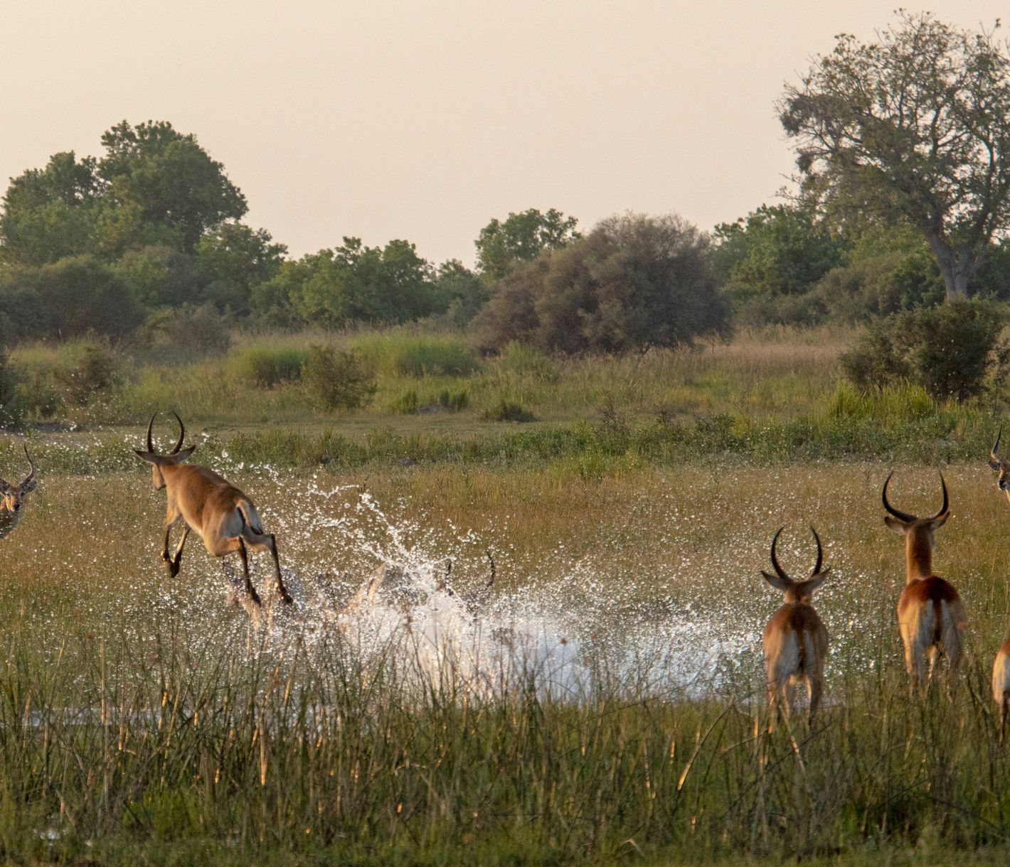 Letschwe-Antilope in den Sümpfen des Chobe-Nationalparks