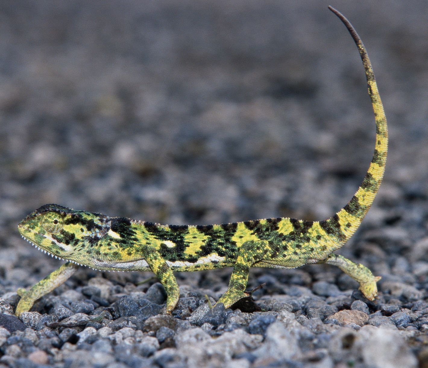 Ein Lappenchamäleon erkundet die Serengeti.