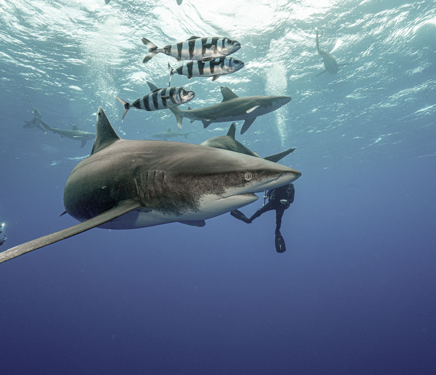 Haitauchen vor Cat Island