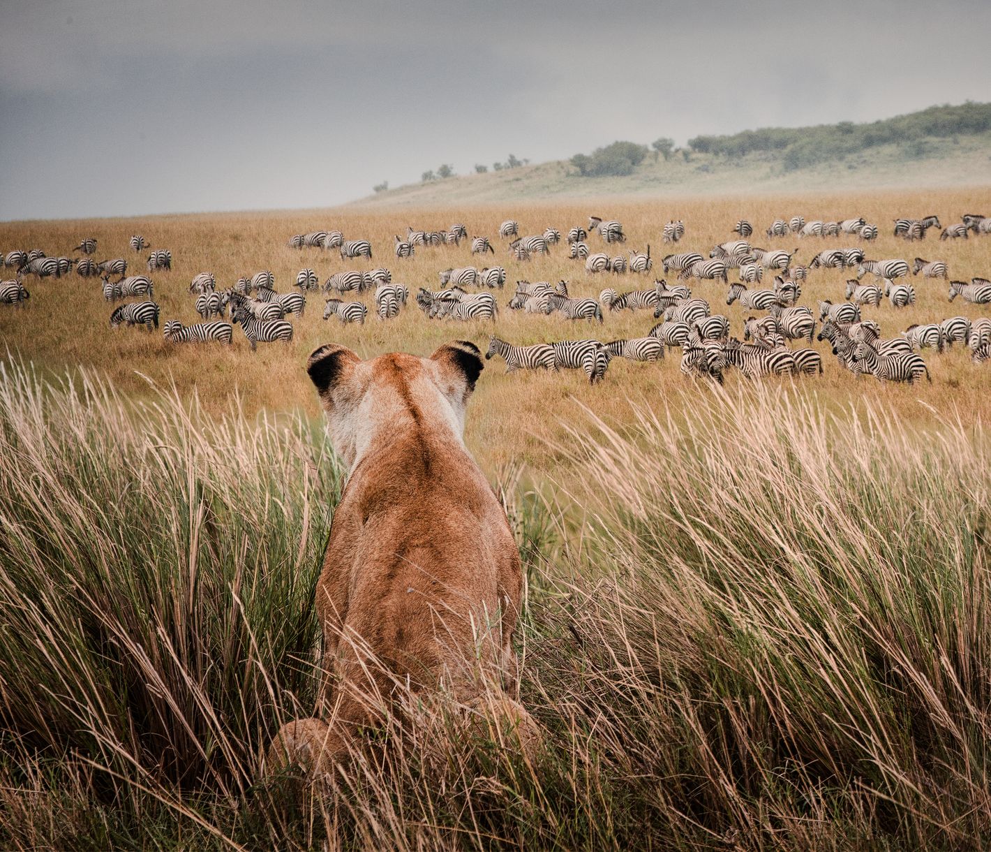 Diese Löwen-Dame beobachtet eine vorbeiziehende Zebra-Herde.
