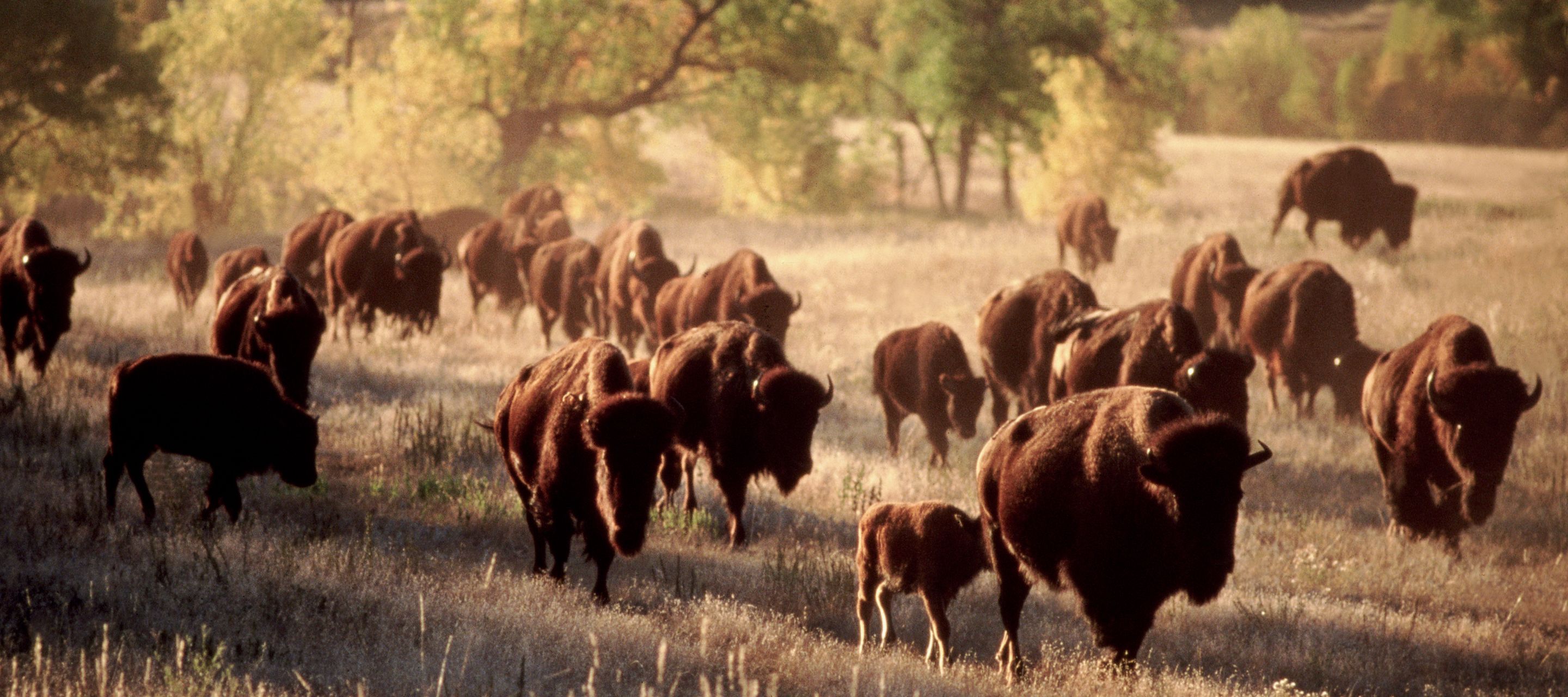 Der 29 km lange «Wildlife Loop» im Custer State Park führt durch die wilde Heimat der Büffel.