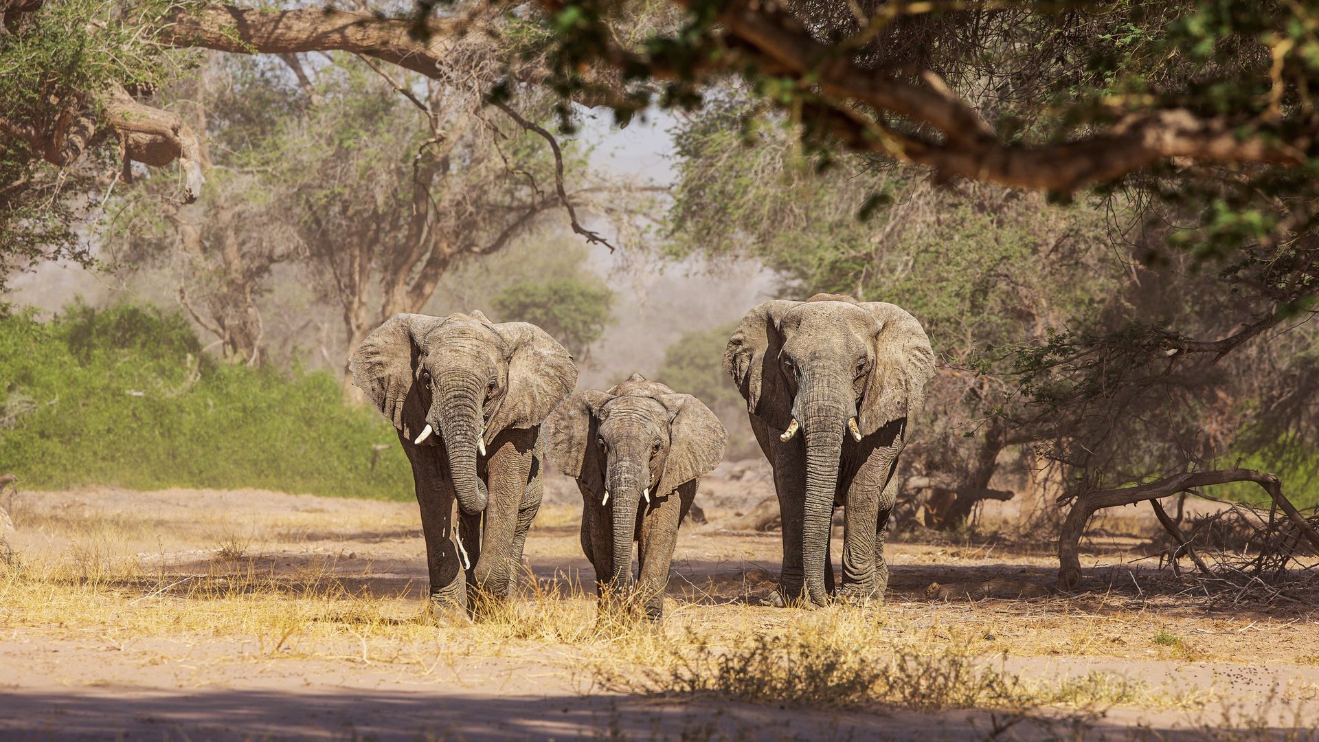 Wüstenelefanten im Damaraland