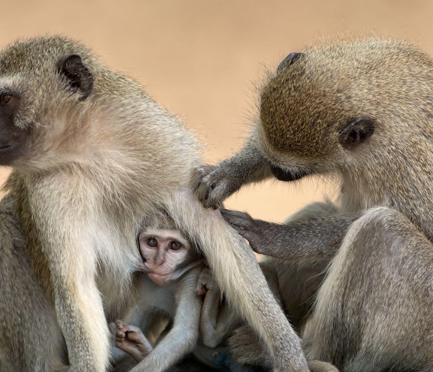 Petite session de toilettage dans le bush !