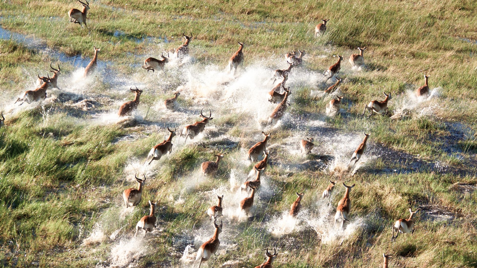Un troupeau d'impalas bondit dans le delta de l'Okavango