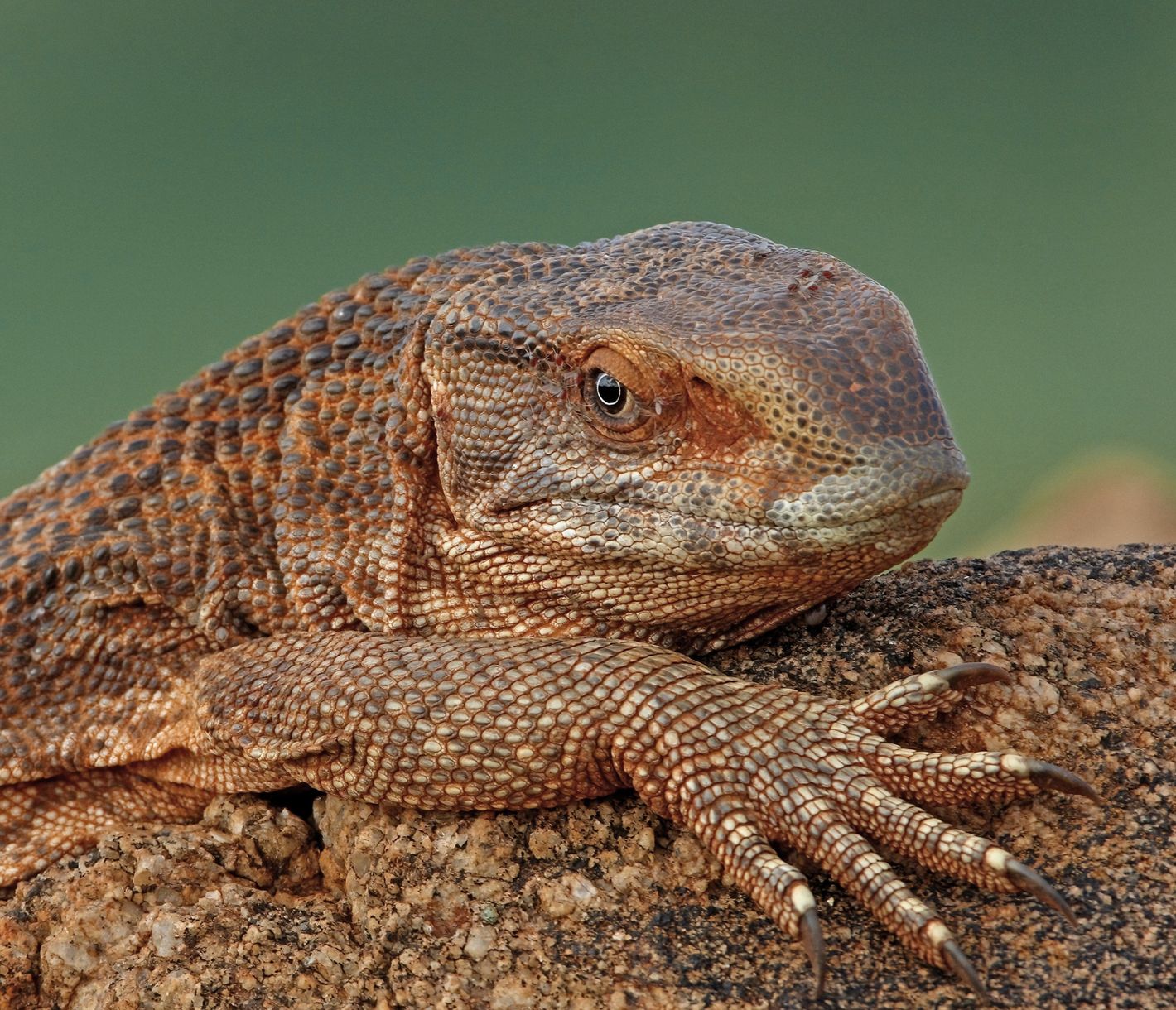 Varan à gorge noire sur un rocher dans le Parc National de Tsavo Est
