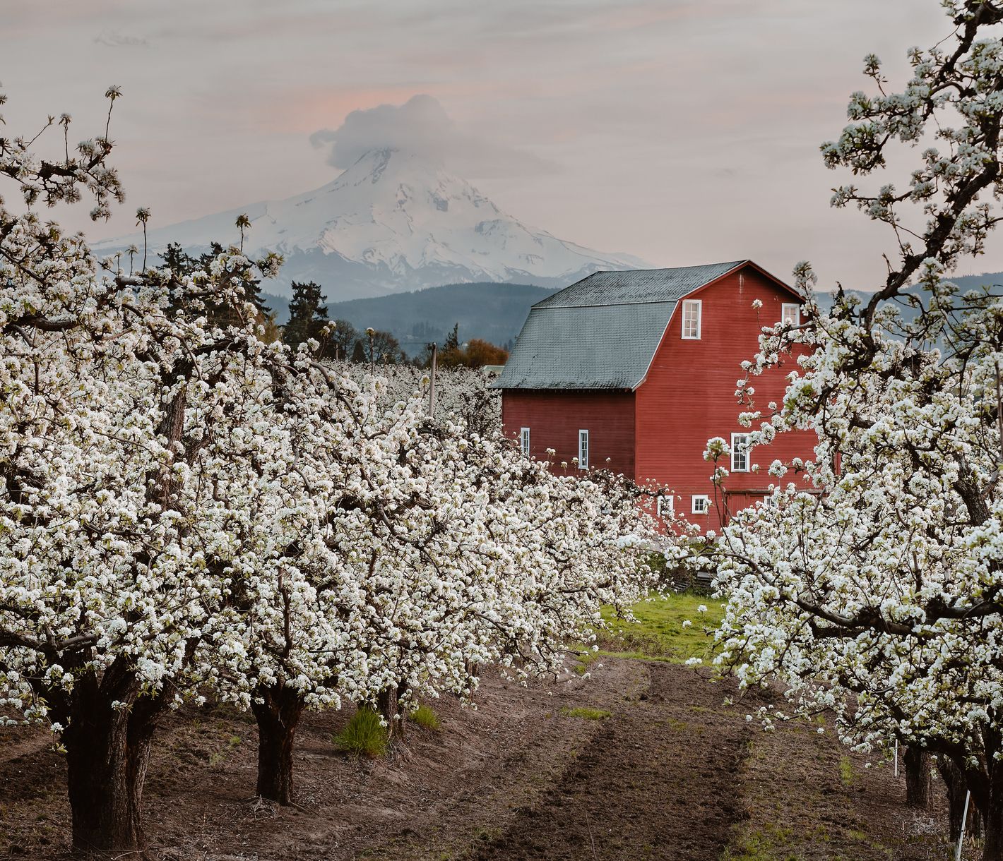 Obstplantage bei Hood River mit typischer roter Scheune