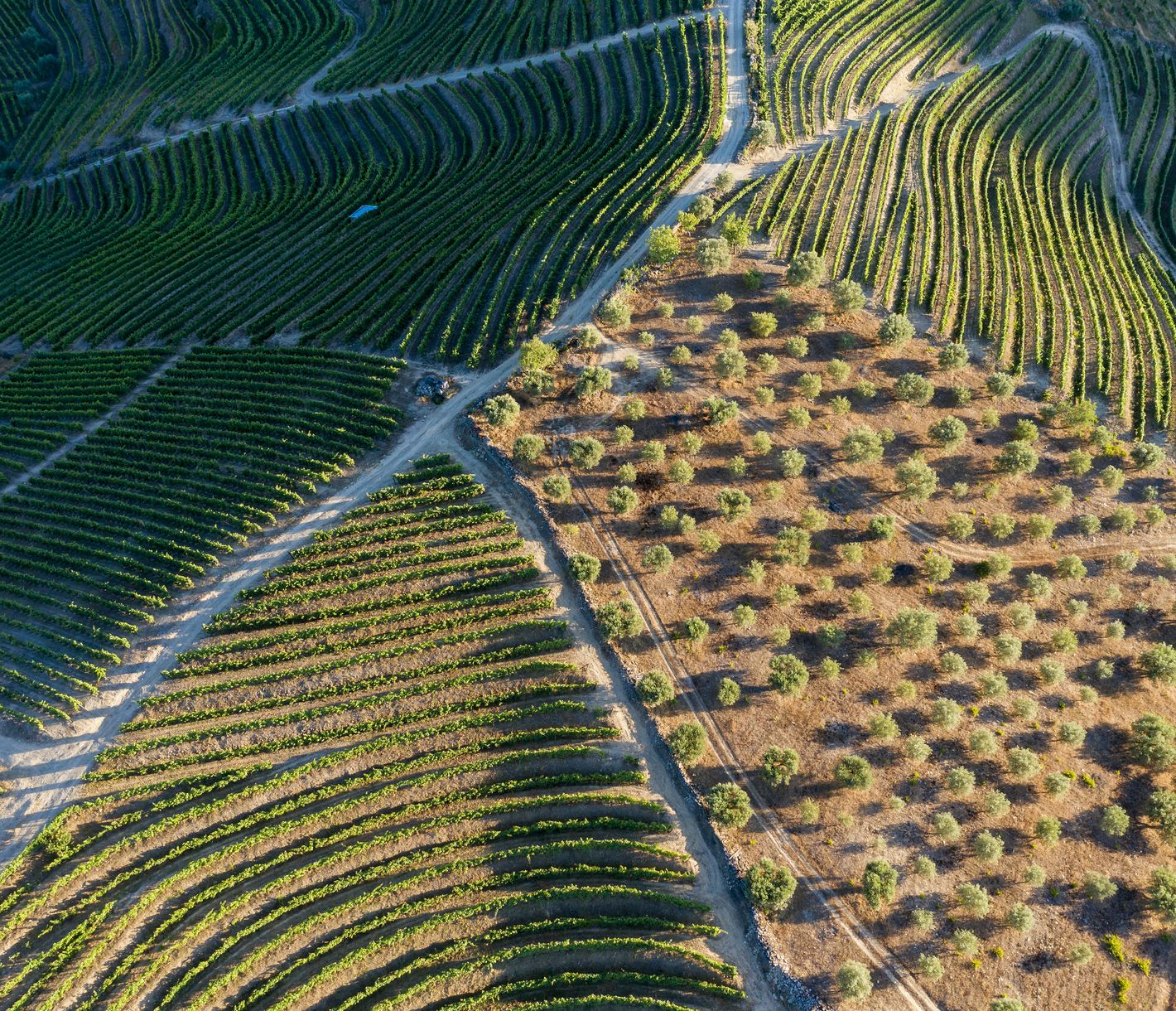 Luftblick auf die Weinreben in Pinhão im Douro-Tal, Portugal