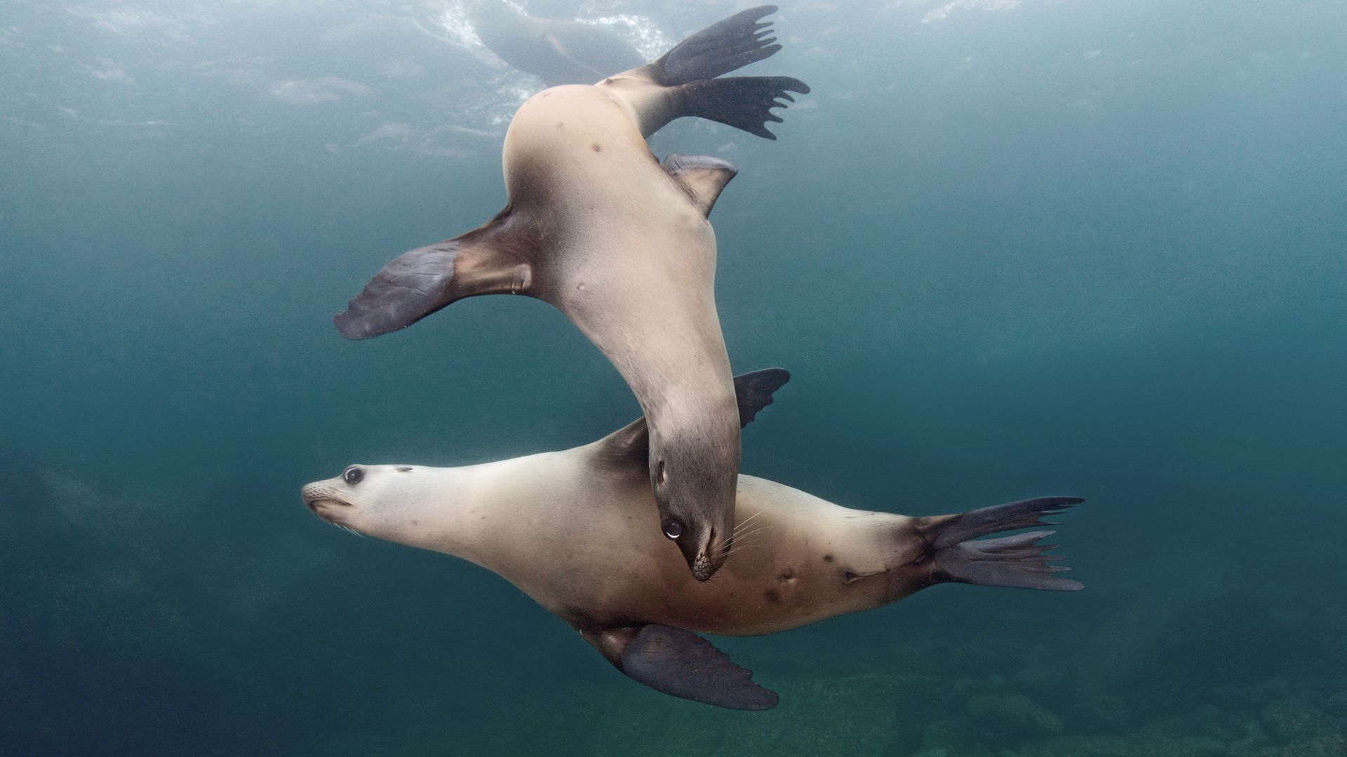 Isla Coronado, le plus bel aquarium du monde selon Jacques Cousteau