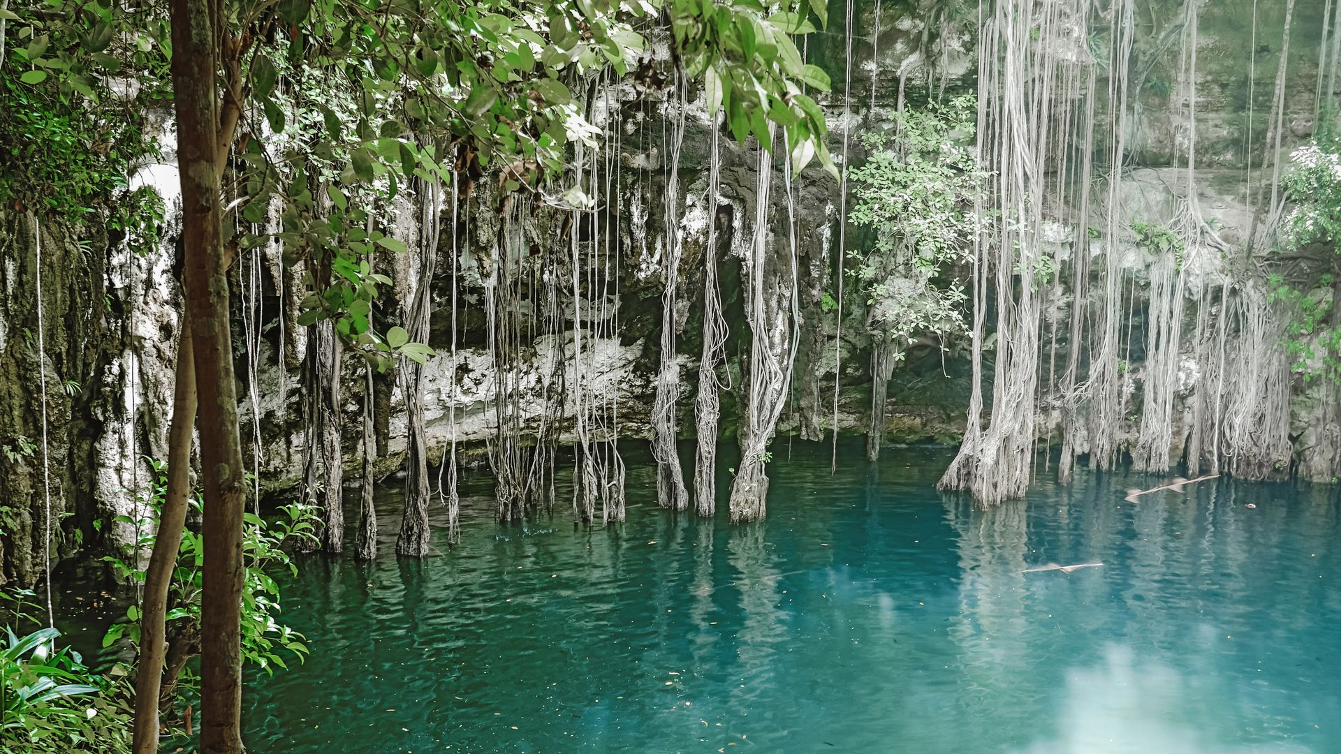 Le Cenote Yokdzonot est l'un des plus grands cenotes du Yucatan, où de longues racines d'arbres descendent jusqu'à l'eau.